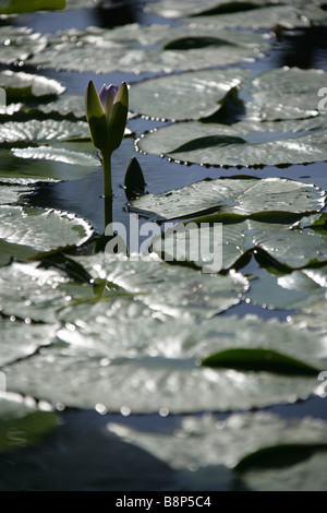 Die violett gefärbten Nymphaea Colorata Seerose befindet sich im Indischen Ozean Insel von Mauritius. Stockfoto