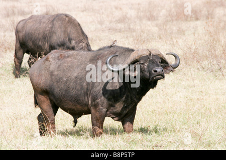 Südafrika Tansania Ngorongoro Nationalpark afrikanischen Büffel AKA Cape Buffalo Syncerus caffer Stockfoto