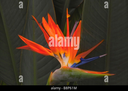 Kran-Blume - Blüte / Strelitzia Reginae Stockfoto
