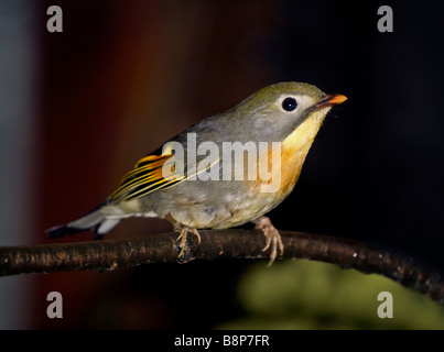 Pekin Robin (Leiothrix Lutea) Stockfoto