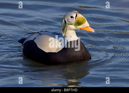 Brillentragende Eiderente (Drake) (Somateria Fischeri) Stockfoto