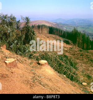 Waldlandschaft Plantage nach einem Wald von Nadelbäumen Nadelbäume wurden geschnitten und gerodet in Carmarthenshire Wales UK KATHY DEWITT Stockfoto