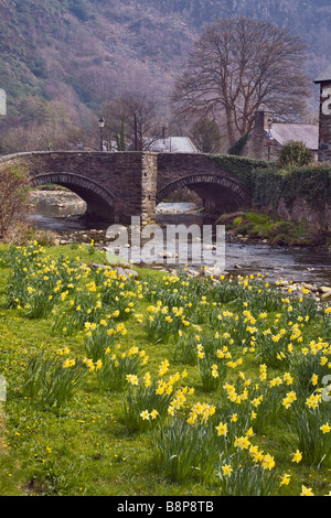 Narzissen Blüte Afon Colwyn Fluss entlang und alte Brücke in Snowdonia Dorf im Frühling. Beddgelert Gwynedd North Wales UK Großbritannien Stockfoto