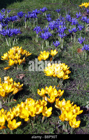 IRIS RETICULATA UND CROCUS CHRYSANTHUS EINGEBÜRGERT IN GRÜNLAND UNTER BIRKE BÄUME BETULA PENDEL Stockfoto