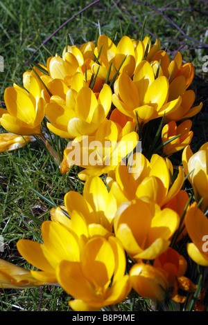 CROCUS CHRYSANTHUS EINGEBÜRGERT IN GRÜNLAND UNTER BIRKE BÄUME BETULA PENDEL Stockfoto