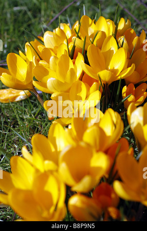CROCUS CHRYSANTHUS EINGEBÜRGERT IN GRÜNLAND UNTER BIRKE BÄUME BETULA PENDEL Stockfoto