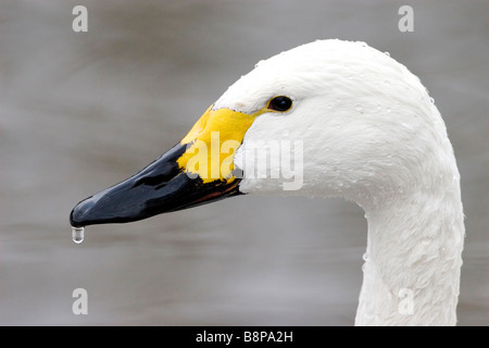 Porträt einer Bewick Schwan Kopf und Bill mit einem Tröpfchen des Wassers. Stockfoto