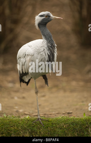 Demoiselle Kran Anthropoides Virgo stehend an einem See Stockfoto