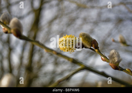 Gruppe von Kätzchen in verschiedenen Phasen von Wachstum oder Entwicklung auf einem Zweig in einer bewaldeten Umgebung. Stockfoto