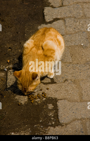 Eine streunende Katze in der Türkei Stockfoto