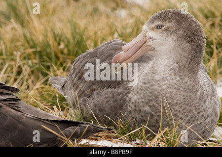 South Georgia Island, UK - nördlichen riesiges Petrel, Macronectes Stockfoto