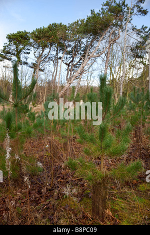 Sefton Küste Wald management Stockfoto