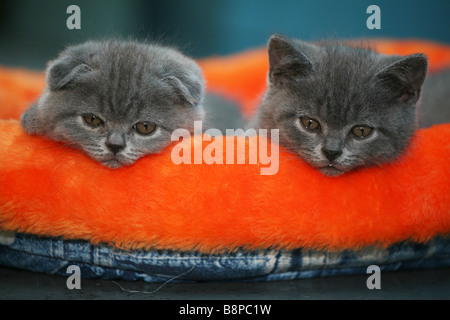Zwei Scottish Fold Kätzchen. Stockfoto