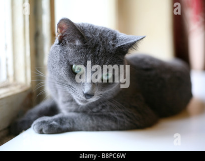 Russisch Blau Katze. Stockfoto