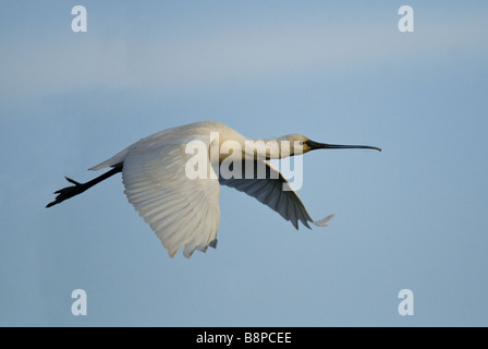 Löffler (Platalea Leucorodia) während des Fluges in die Nationa Park von Circeo in Italien Stockfoto