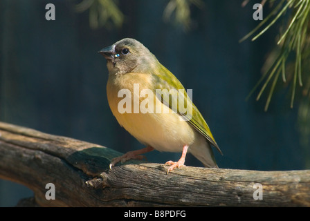 Kubanische Fink, Jugendkriminalität, Grassquit 'Tiaris Canorus' Stockfoto