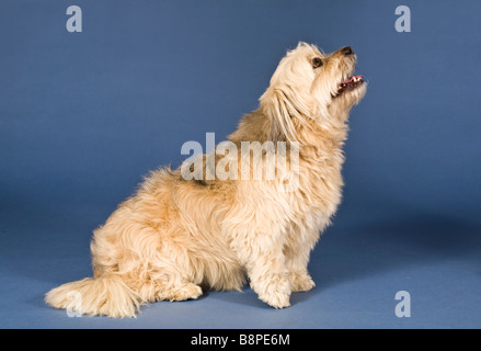 Shih Tzu-Malteser Kreuz Hund Stockfoto