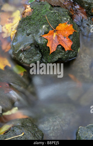 Orange Blätter auf einem Stein Stockfoto