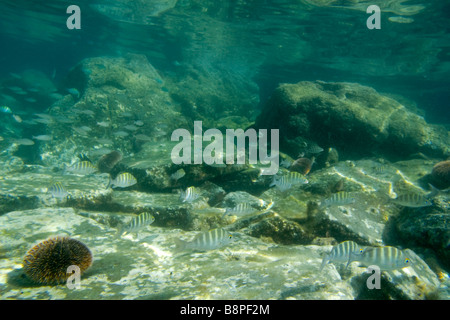 Oberflächenreflexe und Sergeant-Major Stockfoto