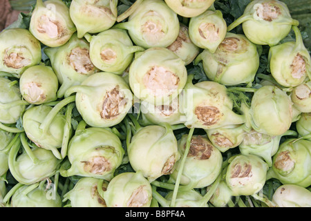 Kleine weiße Rübe aka Kohlrabi (Deutsch Rübe) (Brassica Oleracea) Gruppe Gongylodes Stockfoto