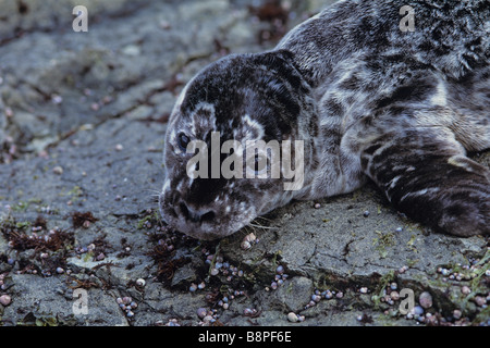 HAFEN SEAL PUP, TOPORKOV, KOMANDORSKI INSELN, RUSSLAND Stockfoto