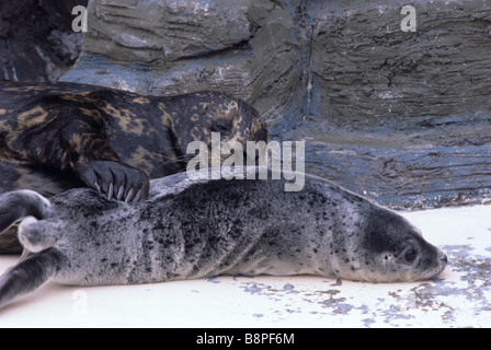 SEEHUND WELPE UND MUTTER Stockfoto