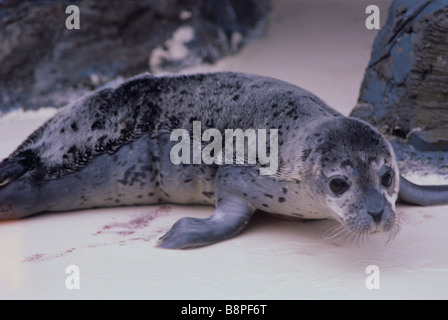 HAFEN SEAL PUP Stockfoto