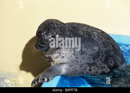 RINGELROBBE PUP Stockfoto