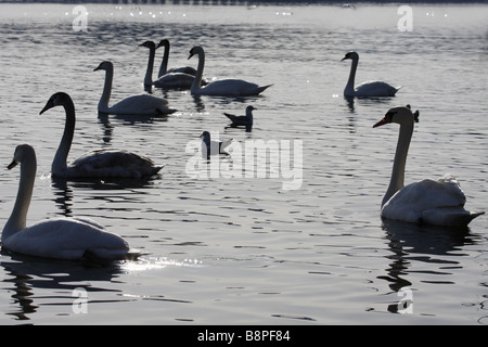 Höckerschwäne (Cygnus Olor) und schwarze Leitung Möwen (Larus oder Chroicocephalus Ridibundus) Stockfoto