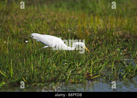 Reiher - fortgeschrittene Mesophoyx intermedia 65-72cm Jagd nach Nahrung in einem Feuchtgebiet in Sri Lanka. Stockfoto