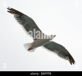 Möwe schwebt mit breiten Flügel bei bedecktem Himmel Stockfoto