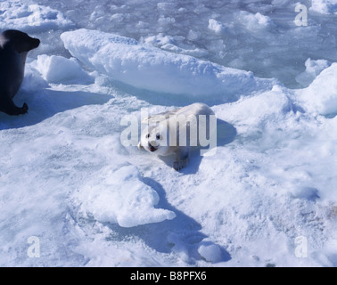 HARP SEAL PUP, PRINZ EDWARD IST, KANADA Stockfoto