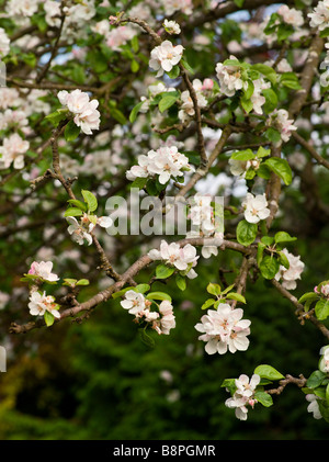 APFELBLÜTE AUF ALTEN APPLE TREE COTTAGE GARTEN UK Stockfoto