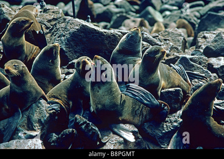 NÖRDLICHE SEEBÄR PUP UND MUTTER, PRIBILOF ISLAND, VEREINIGTE STAATEN VON AMERIKA Stockfoto
