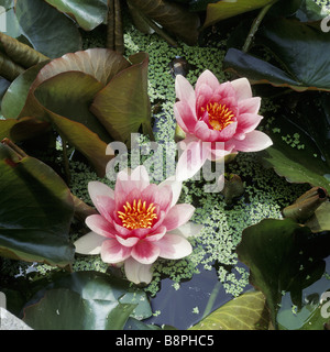 Zwei Blüten in rosa Seerose Nymphaea Escarboucle in Blüte auf dem Kanal im Bodnant Garden Stockfoto