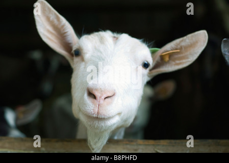 Ziege, Blick in die Kamera Stockfoto