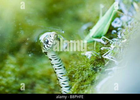 Nördliche Wasserschlange (Nerodia Sipedon) Jagd Grashüpfer Stockfoto