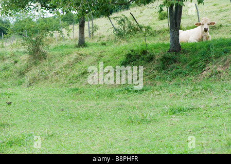 Kuh liegend im Feld Stockfoto