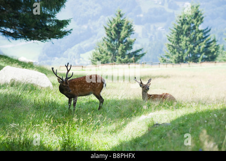 Dollar auf einer Wiese Stockfoto