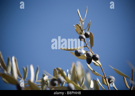 Farkha co Ramallah Westjordanland Tenor des palästinensischen Farmers Union PFU Stockfoto