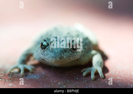 Hebamme-Kröte (Alytes Obstetricans), Nahaufnahme Stockfoto