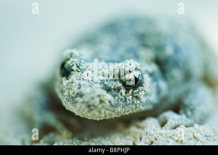 Hebamme-Kröte (Alytes Obstetricans) mit Sand bedeckt Stockfoto