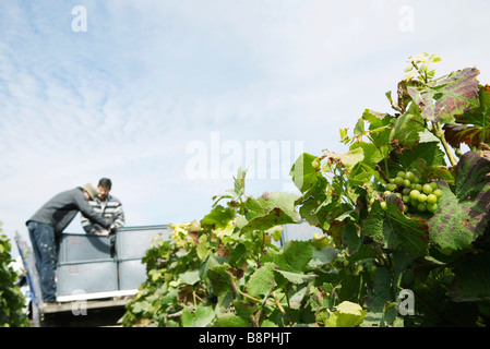 Frankreich, Champagne-Ardenne, Aube, Arbeiter, die Ernte der Trauben im Weinberg Stockfoto