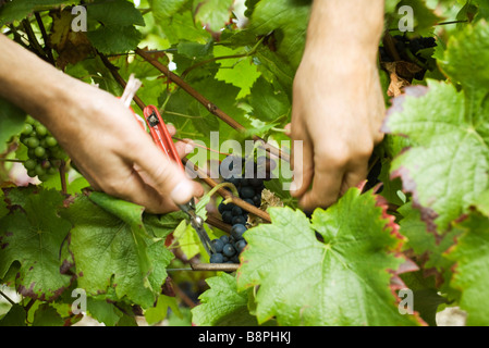 Die Hände schneiden Trauben vom Weinstock, Nahaufnahme Stockfoto