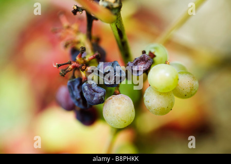 Weiße Trauben und Rosinen auf Stamm, Nahaufnahme Stockfoto