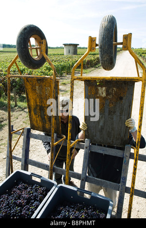 Frankreich, Champagne-Ardenne, Aube, Arbeitnehmer Transport vom Weinberg Trauben vorbereiten Stockfoto