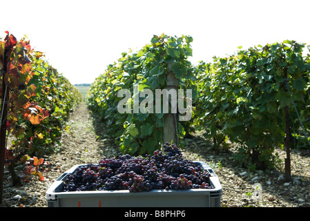 Frankreich, Champagne-Ardenne, Aube, Weinberg, bin voller Trauben im Vordergrund Stockfoto
