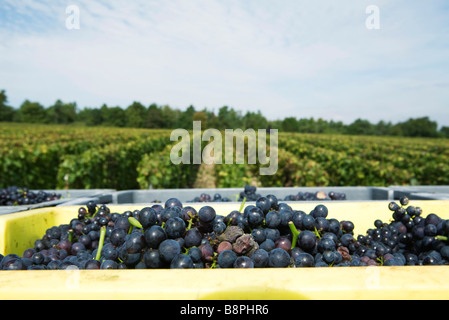 Frankreich, Champagne-Ardenne, Aube, Trauben in Behältern, Weinberg im Hintergrund Stockfoto