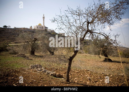 Farkha co Ramallah Westjordanland Tenor des palästinensischen Farmers Union PFU Stockfoto