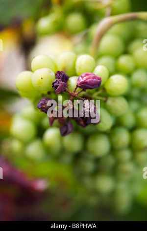 Rosinen und Weintrauben auf Stamm Stockfoto